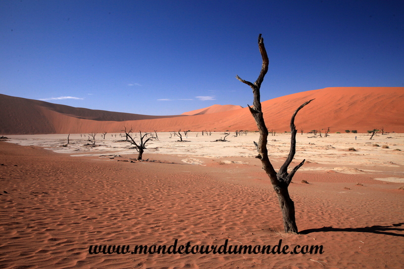 Désert de Namib (119)