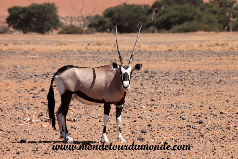 Désert de Namib (161)