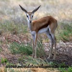 Etosha (31)