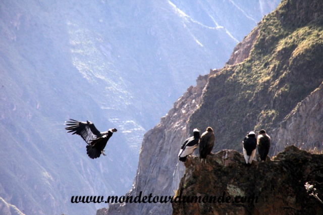 Colca Canyon (37).JPG
