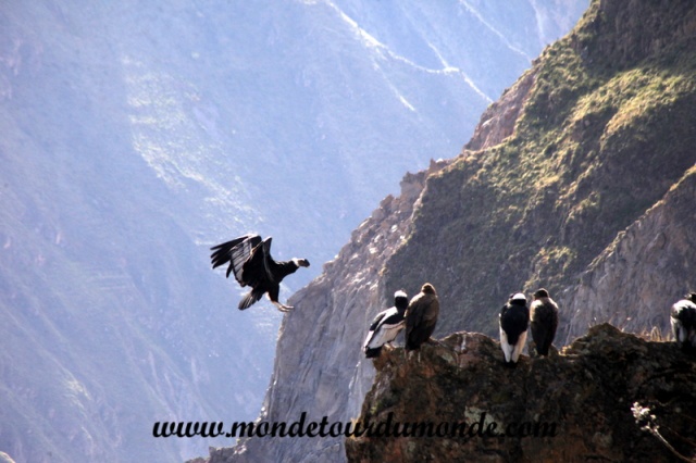 Colca Canyon (38).JPG