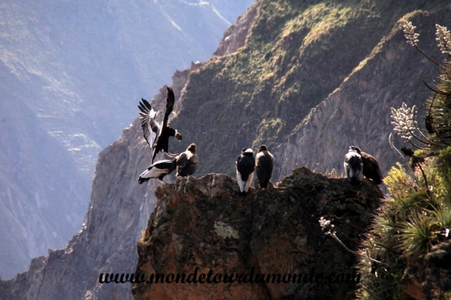 Colca Canyon (40).JPG