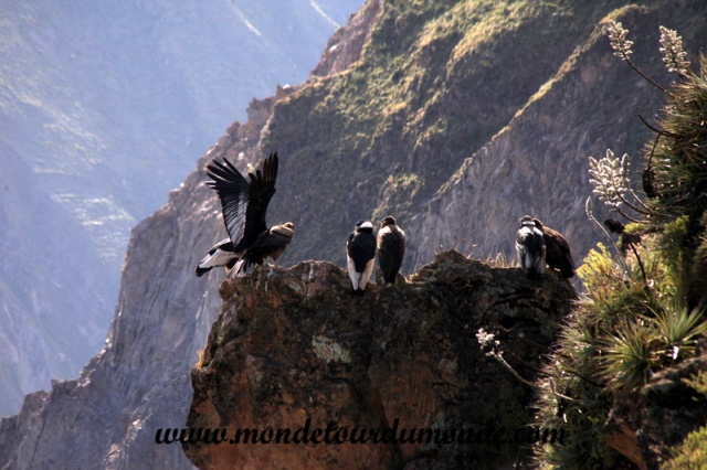 Colca Canyon (41).JPG