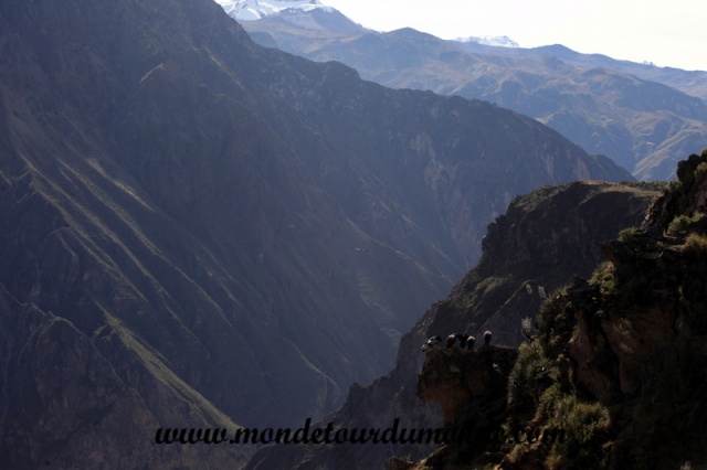 Colca Canyon (44).JPG
