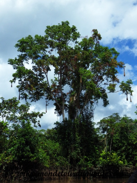 Iquitos (81).JPG