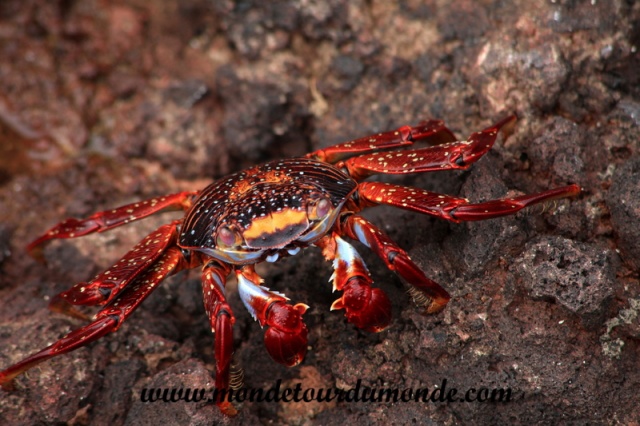 Galapagos (114).JPG