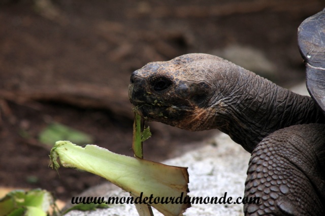 Galapagos (192).JPG