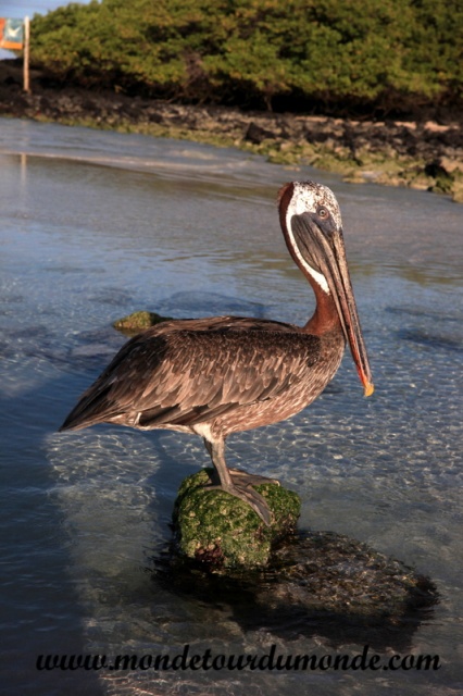 Galapagos (39).JPG