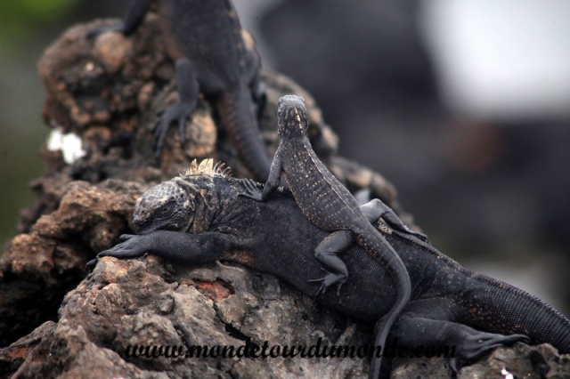 Galapagos (304).JPG