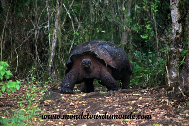 Galapagos (357).JPG