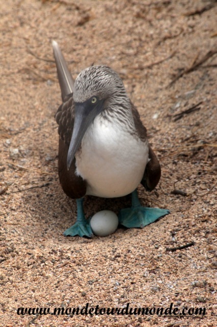 Galapagos (471).JPG