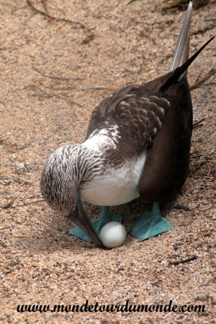Galapagos (473).JPG