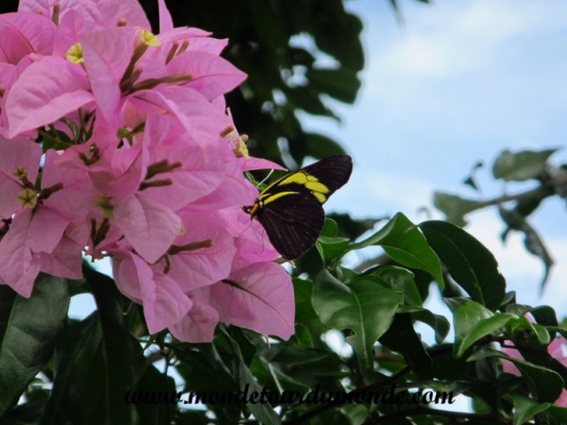 Panama (40).JPG