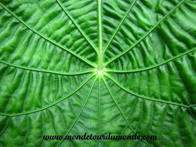 Bocas del Toro (130).JPG