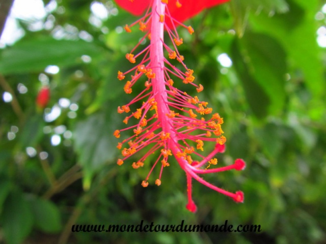 Bocas del Toro (148).JPG