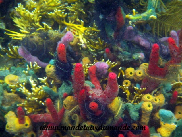 Bocas del Toro (31).JPG