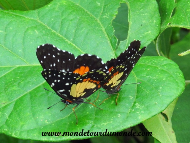 Bocas del Toro (94).JPG