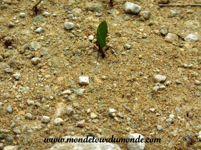 Bocas del Toro (99).JPG