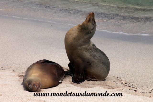 Galapagos (162).JPG