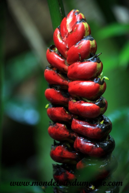 Manuel Antonio (1).JPG