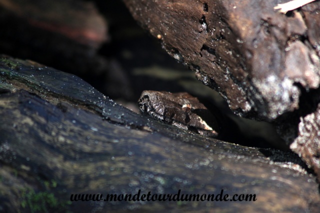 Manuel Antonio (110).JPG