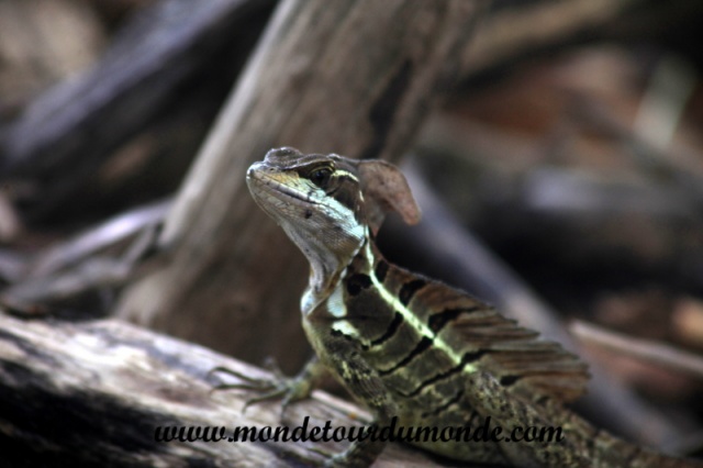 Manuel Antonio (111).JPG