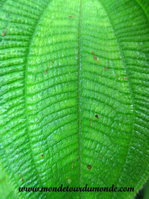 Manuel Antonio (47).JPG