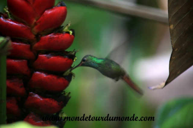 Manuel Antonio (6).JPG