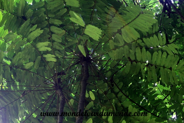 Manuel Antonio (69).JPG