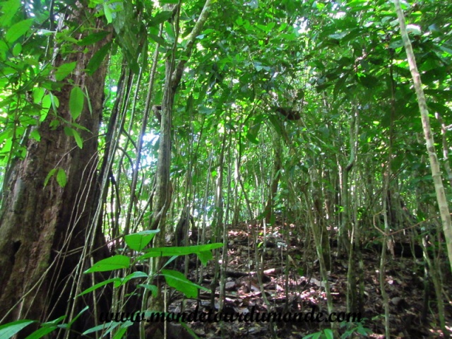 Manuel Antonio (73).JPG
