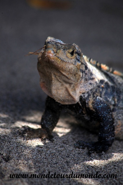 Manuel Antonio (99).JPG