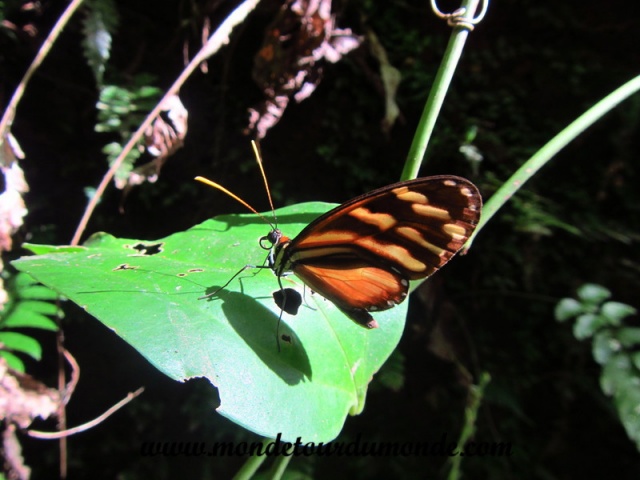 Monteverde (7).JPG