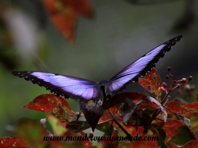 Monteverde (76).JPG