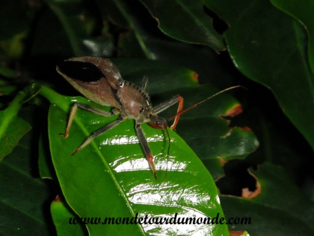 Monteverde (160).JPG