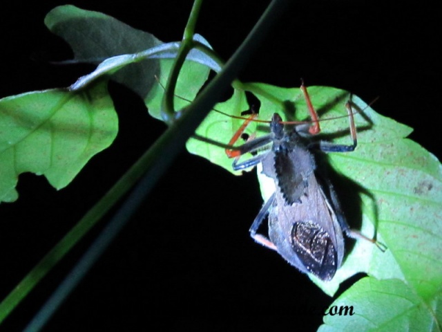 Monteverde (170).JPG