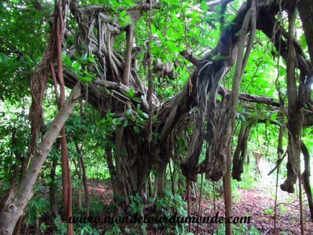 Ometepe (12).JPG
