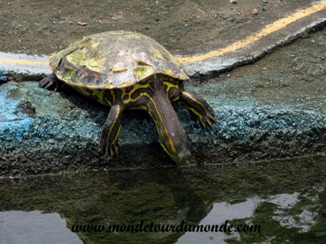 Ometepe (6).JPG