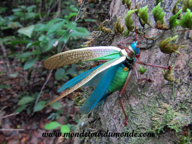 Semuc Champey (90).JPG