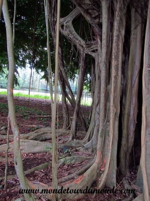 Hilo (16).JPG