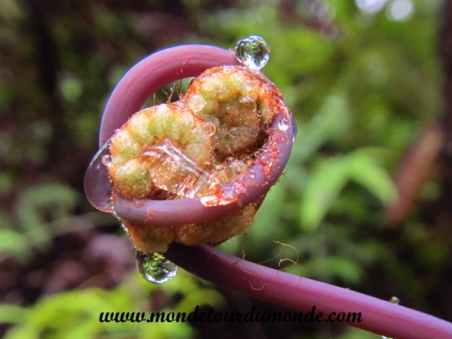 Volcanoes Park (268).JPG