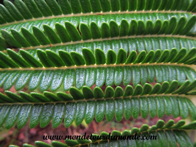 Volcanoes Park (275).JPG