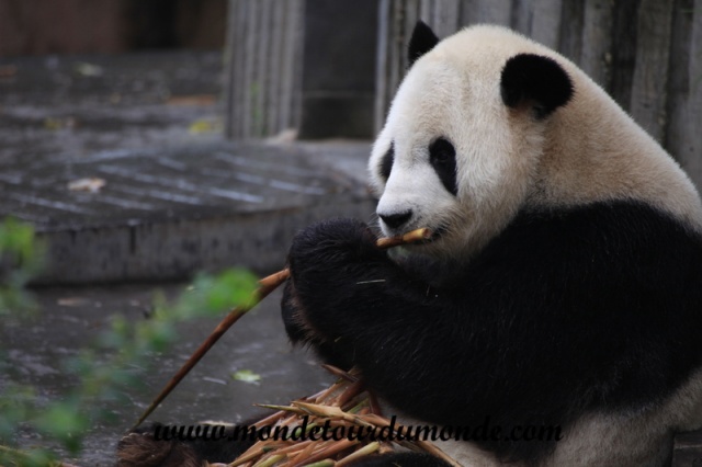Chengdu (38).JPG