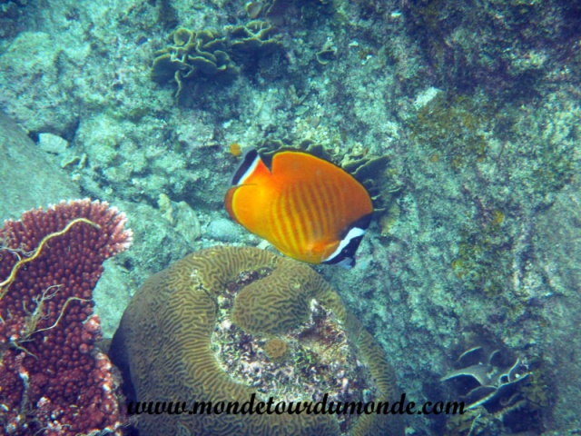 Koh Tao (78).JPG