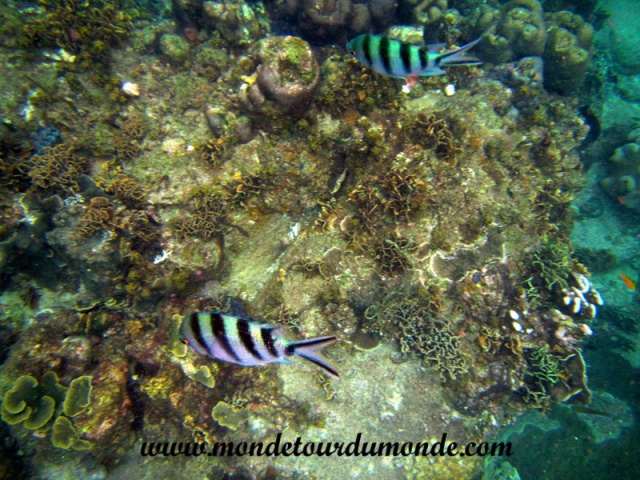 Koh Tao (84).JPG