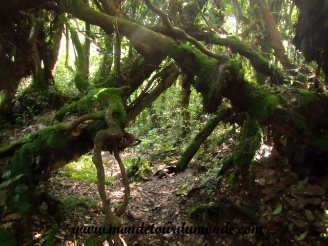 Cameron Highlands (11).JPG