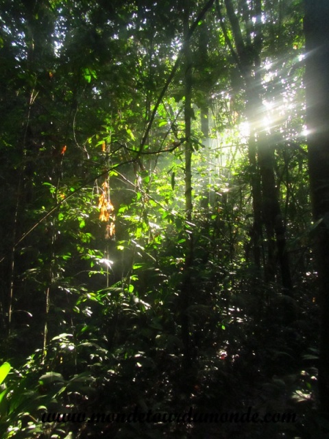 Taman Negara (20).JPG