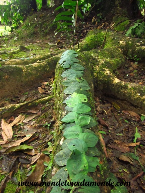 Taman Negara (3).JPG