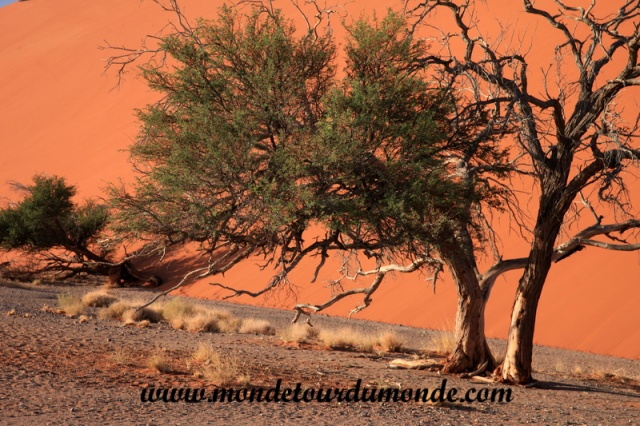 Désert de Namib (111).JPG