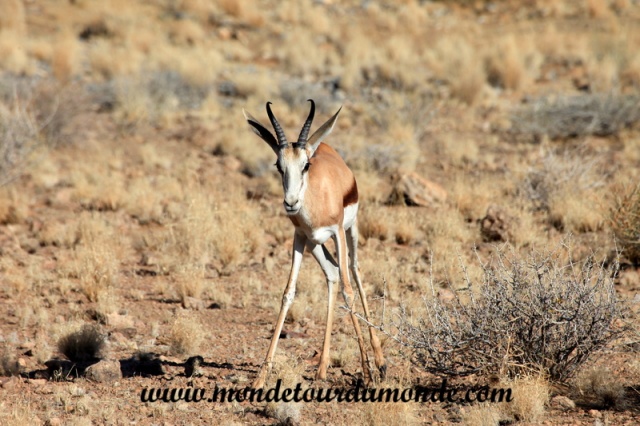 Désert de Namib (50).JPG