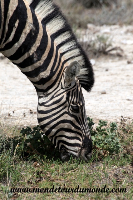 Etosha (15).JPG